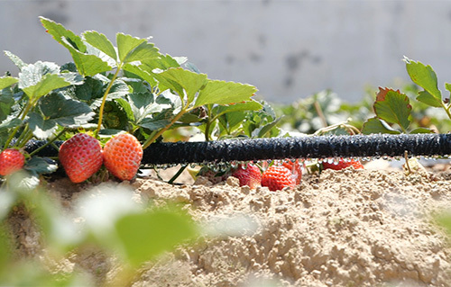 Agricultural irrigation soakaway pipe